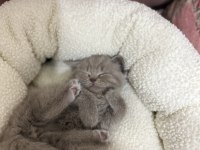 British shorthair 1.5 aylık bebekler