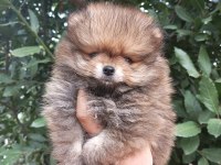 Minik tatlı pomeranian bebek
