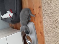 Scottish Fold Yavru Erkek Kedimiz