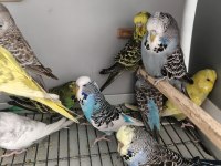 Fethiye Muhabbet Kuşları rengarenk yavrular ele alışkın