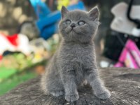 Tuvalet Egıtımlı Brıtısh Shorthaır Yavrularımız