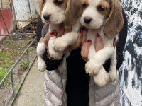 Safkan elizabet beagle yavrularım