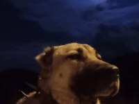 Dünya geneli kangal köpeği gönderim vardır
