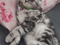 4 aylık scottish fold