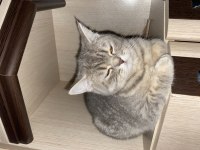 British kediler