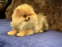 Bayram şekeri pomeranian boo ayı surat