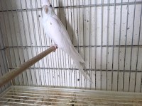 Dişi albino sultan papağanı