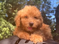 Maltipoo Yavrularımızı Canlı Görerek Alabilirsiniz