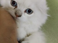 Scottish Fold Longhair Beyaz Güzellik