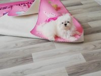 TEACUP KORE MALTESE SECERE BELGELİ