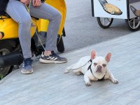 Boncuk gözlü french bulldog oğlumuza iyi bakacak biri