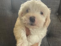 Maltese yavru köpekler