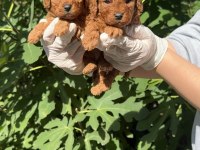 Sevimli Toy Poodle Yavrular