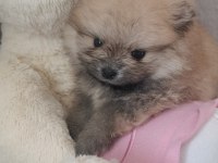 Micro Pomeranian Dişi 5 Aylık