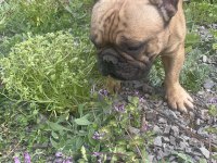 Fransız bulldog yetişkin