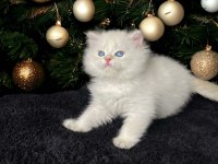 British Longhair Golden Point Erkek Yavru