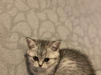 1.5 Aylık Dişi British Shorthair Silver