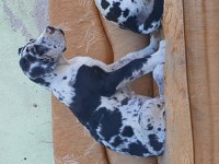 Great Dane (Danua A Secereli)