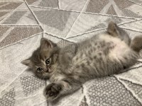 Dişi yavru 45 günlük british shorthair