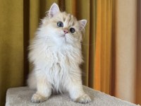 Çok yakışıklı british longhair kedimiz