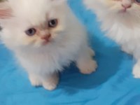 Iran kedi yavrusu