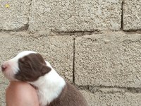 Border collie bebekler