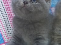 British shorthair yavru