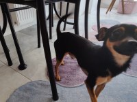 11 Aylık kimlikli çipli alman pinscher, wc eğitimi var