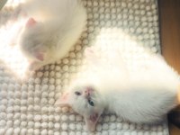 Sağlıklı British Shorthair Yavruları