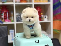 Teddy bear minik pomeranian boo
