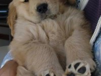 Golden Retriever Sahiplenmek İstiyorum