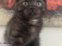 Kara boncuk kedim