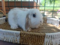 Hollanda Cüce Tavşan Ve Hollanda Mini Lop
