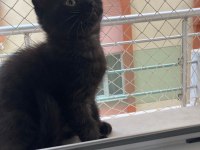 British shorthair bebeklerime yuva arıyorum