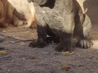 Presa canario köpekler