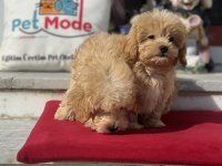 Aşılı pasaportlu wc eğitimli maltipoo yavrularımız