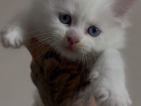 Safkan full scrli beyaz aslan maine coon yavruları