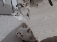 British shorthair evcilmen yavrularımız