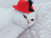 9 Aylık Beyaz Golden blue point kısır british shorthair