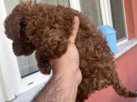 4 Aylik Erkek Poodle