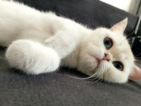 British Shorthair Can Dostumuza Yeni Yuvasını Arıyoruz