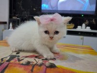 British shorthair mavi gözlü red point yavrularım