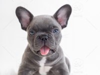 French bulldog Mavi gözlü blue Safkan orijinal