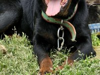 Damızlık Erkek ve Dişi Rottweiler ve Yavrular