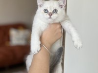 2 Aylık Sevimli Surat British Shorthair Yavrum