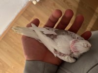 Sezonun son sultan yavruları 2 aylık bebek kuşlar