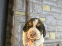 Beagle yavrular dişi erkek mevcut