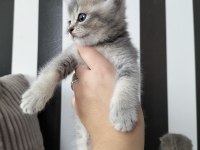 British shorthair blue golden ay11 erkek yavru