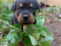 Rottweiler yavruları