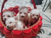 2 aylık dişi ve erkek köpekler